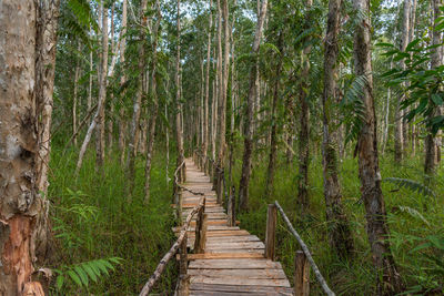 Walkway amidst trees in forest