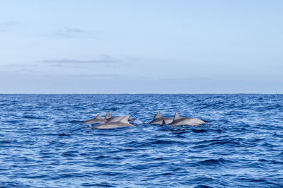 Dolphins swimming in sea against sky