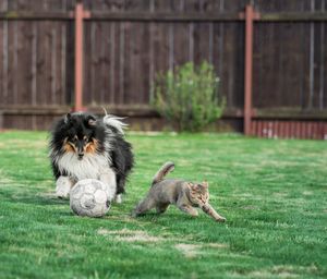 View of dog and cat playing football on grass