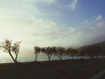 Trees on beach against sky