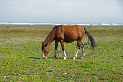 Horse grazing in a field