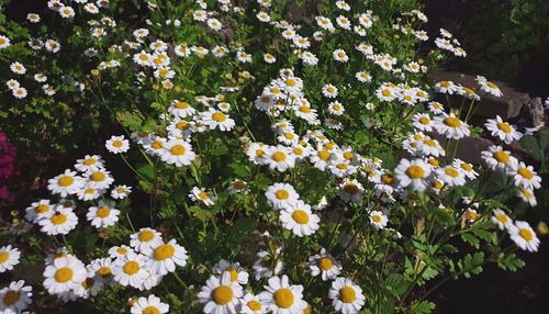 High angle view of white flowering plants