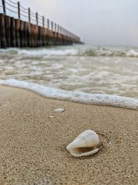 Close-up of seashell on beach