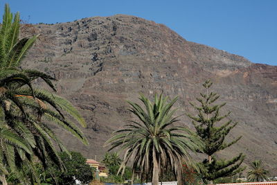 Palm trees on mountain against clear sky