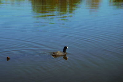 High angle view of duck swimming in lake