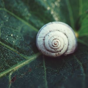 Snail in the nature