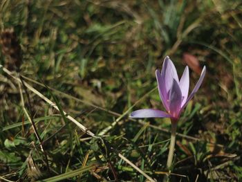 Close-up of purple crocus flower on field