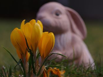 Close-up of yellow crocus flower on field