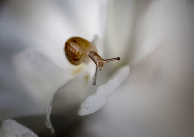 Close-up of snail on flower