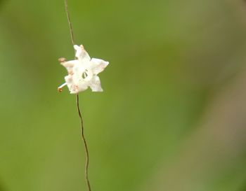 Close-up of white flowering plant