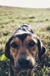 Close-up portrait of dog on field