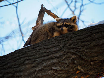 Low angle view of a cat on tree