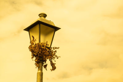 Low angle view of flowering plant against sky during sunset