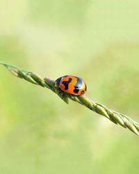 Close-up of ladybug on twig