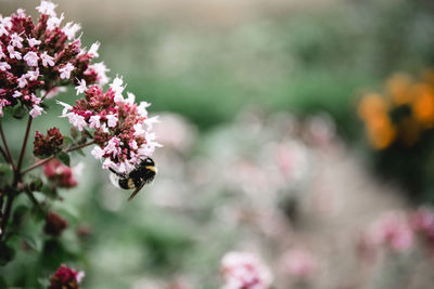 Close-up of bee pollinating on flower