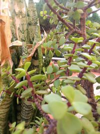 Close-up of fruit growing on tree