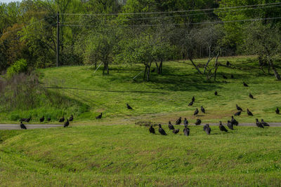 Horses grazing on field