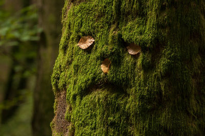 Close-up of moss growing on tree trunk