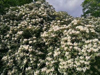 Low angle view of flowers on tree