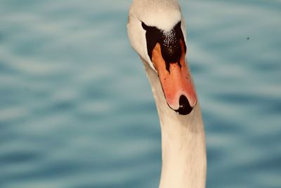 Close-up of swan swimming in lake