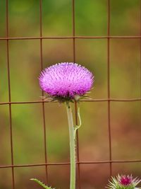 Close-up of purple flowering plant