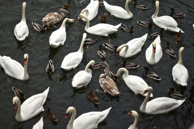 Flock of ducks in water