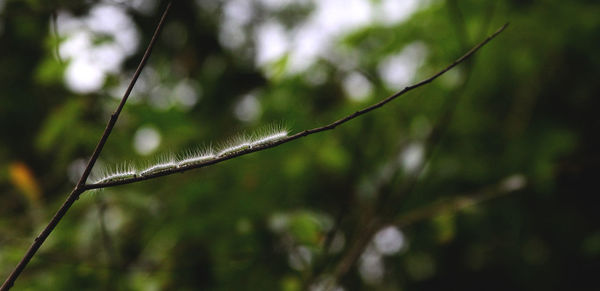 Close-up of plant against blurred background