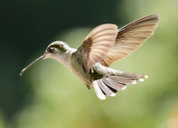 Close-up of bird flying outdoors