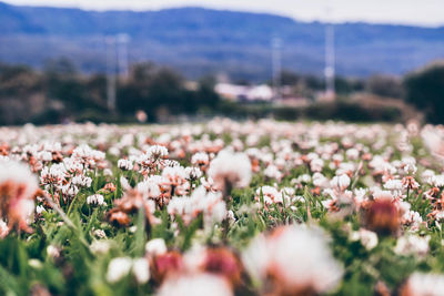 Close-up of flowering plants on field