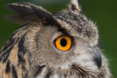 Close-up portrait of owl