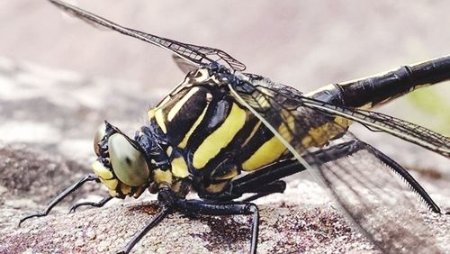 Close-up of damselfly on leaf