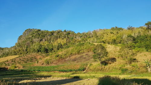 Scenic view of landscape against clear blue sky