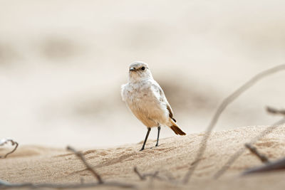 A bird desert wheat oenanthe deserti sit in the desert namibia wüstenschmetzer 