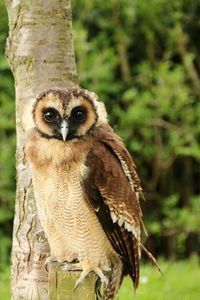 Close-up of owl