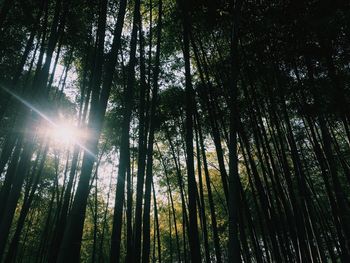 Low angle view of bamboo trees in forest