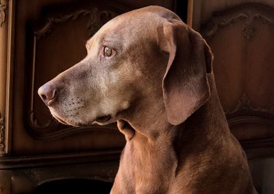 Close-up of a dog looking away