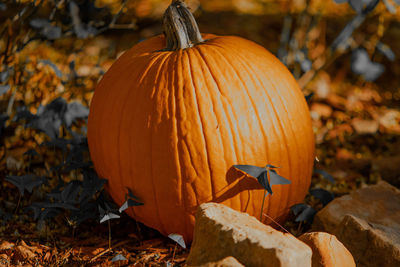 Close-up of pumpkin on field during autumn