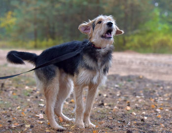 Dog standing in a field