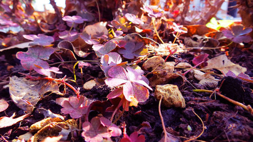 Close-up of autumn leaves