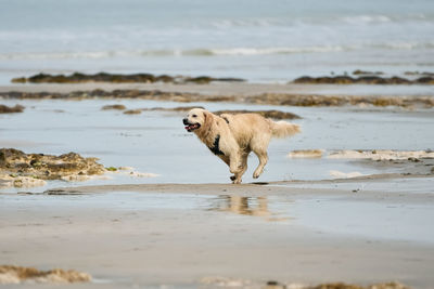 Golden retriever runs wet on the beach