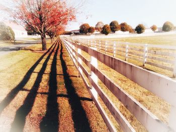 Panoramic shot of trees on landscape