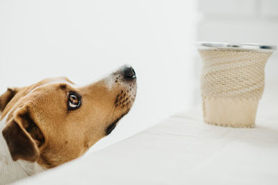 Close-up of a dog looking away