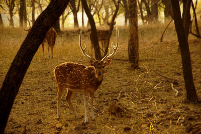 Deer in a forest