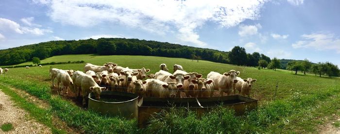 Panoramic view of sheep on field