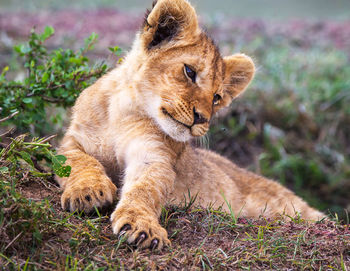 Portrait of a cat lying on grass