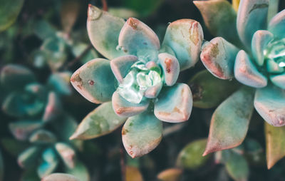 Close-up of flowering plant