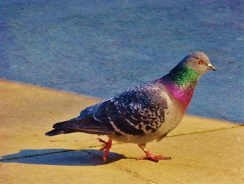 Close-up of bird perching outdoors