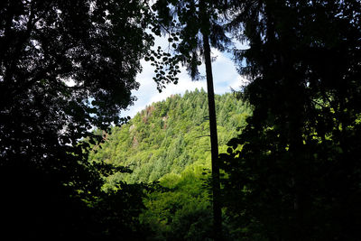 Low angle view of trees in forest