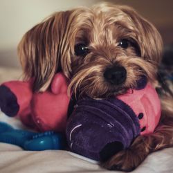 Portrait of dog relaxing at home