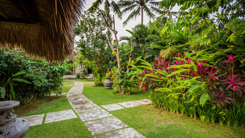 Palm trees in lawn
